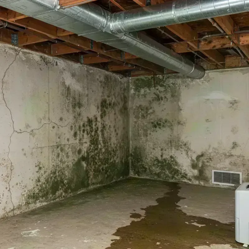 Professional Mold Removal in Roanoke, IL